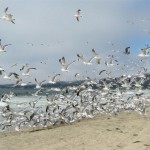 seagulls